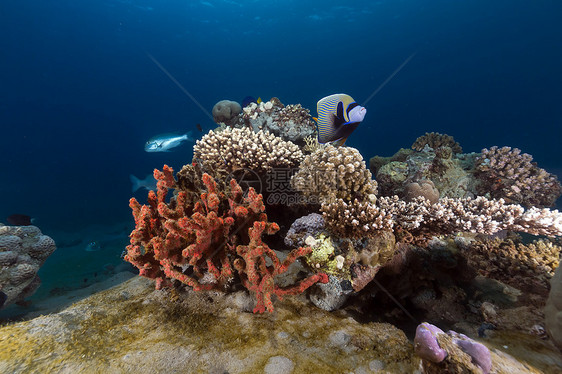 红海热带水域情调生活太阳海洋盐水珊瑚植物潜水蓝色天堂图片