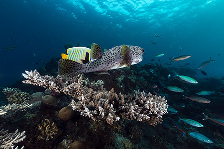 红海热带水域蓝色盐水太阳光植物情调海洋异国生活太阳珊瑚图片