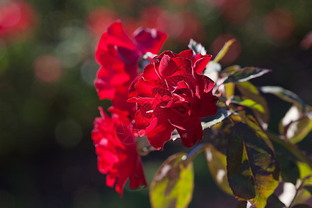 园圃中美丽的玫瑰的本色花瓣订婚摄影框架红色脆弱性叶子花园宏观绿色图片