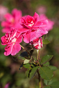 园圃中美丽的玫瑰的本色宏观脆弱性花园花瓣水平订婚叶子框架绿色红色图片