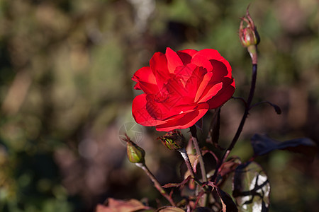 园圃中美丽的玫瑰的本色绿色水平宏观花瓣脆弱性摄影框架红色订婚叶子图片