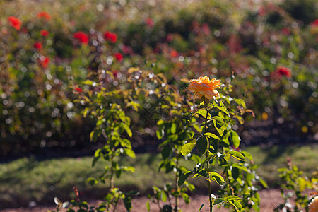 园圃中美丽的玫瑰的本色叶子花瓣订婚红色摄影脆弱性水平宏观花园框架图片