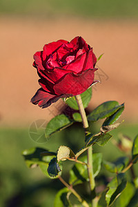 园圃中美丽的玫瑰的本色订婚摄影叶子框架宏观绿色花园红色脆弱性花瓣图片