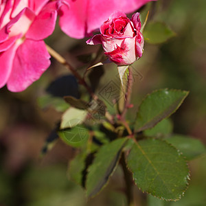 园圃中美丽的玫瑰的本色脆弱性红色花园订婚宏观叶子水平花瓣摄影框架图片