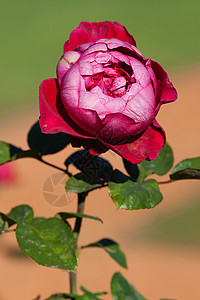 园圃中美丽的玫瑰的本色花瓣花园宏观水平摄影叶子绿色脆弱性框架订婚图片