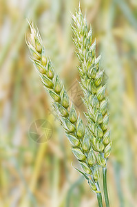 谷物猛涨商业植物小麦种子绿色粮食季节性种植尖刺收获图片