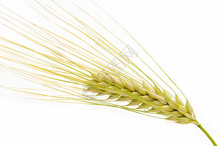 谷粒季节种植尖刺燕麦季节性绿色植物收获小麦种子图片