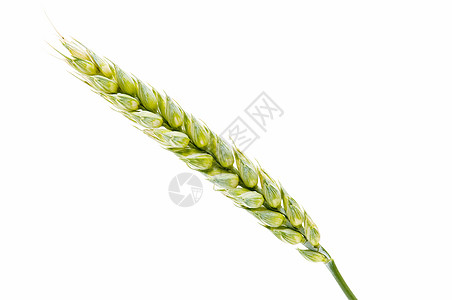 谷粒小麦绿色植物尖刺燕麦季节季节性收获种植种子图片