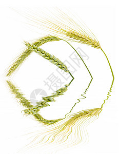 谷粒尖刺小麦绿色种植收获种子季节季节性植物燕麦图片