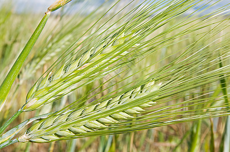 谷粒绿色燕麦小麦种植种子尖刺植物季节性收获季节图片