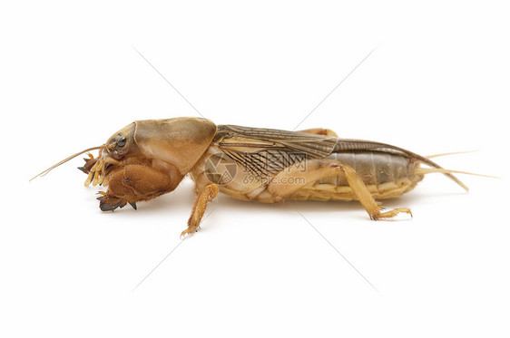鼹鼠蟋蟀脊椎动物唱歌卫星昆虫直翅目臭虫宏观野生动物图片
