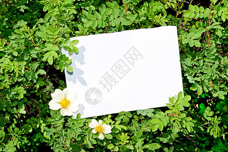 带空白纸的灌木丛蔷薇寝具荒野叶子花园树叶花期半灌木植物玫瑰图片