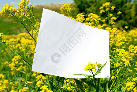 在开花草原上的空白纸牌图片