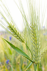 谷物猛涨种植季节小麦季节性植物商业种子绿色尖刺燕麦图片