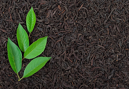 含叶叶的黑茶单宁健康文化白毫药品草本植物草本水果白色黑色图片