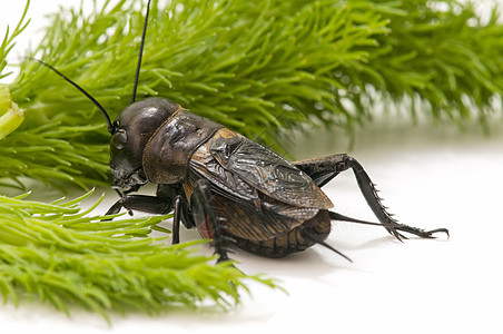板球的宏野生动物昆虫蟋蟀臭虫宏观直翅目唱歌卫星脊椎动物图片