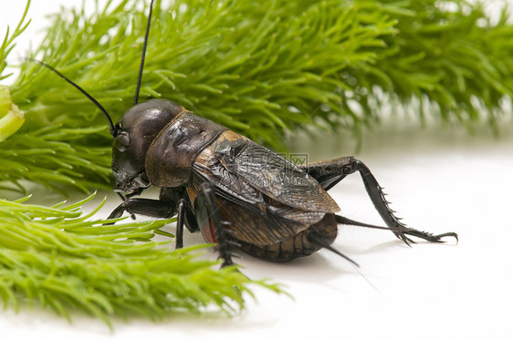 板球的宏野生动物昆虫蟋蟀臭虫宏观直翅目唱歌卫星脊椎动物图片
