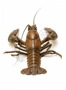 河螃蟹文化食物镊子钓鱼动物群小龙虾动物龙虾甲壳白色背景图片