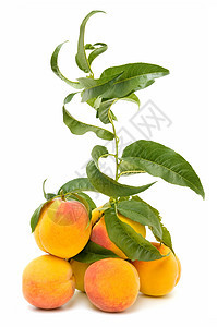 新鲜桃子水果植物群植物维生素素食饮食白色食物季节甜点图片