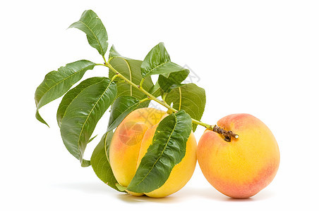 新鲜桃子白色水果素食甜点植物维生素植物群食物饮食季节图片