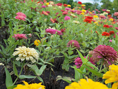 辛尼亚花生态热带植物学公园装饰植物场地花瓣花粉生长图片