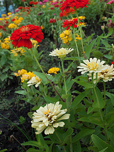 辛尼亚花热带植物环境植物学叶子花园花瓣墙纸场地雌蕊图片