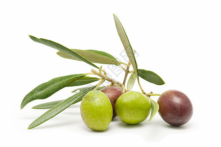 橄榄背景水果树叶营养白色食物饮食绿色农业橄榄枝图片