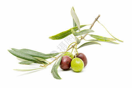 橄榄树叶农业橄榄枝营养水果食物白色商业饮食背景图片