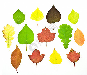 设置多彩的秋季叶叶图片