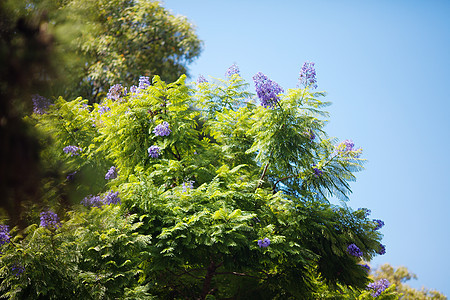 美洲豹与蓝天对抗生长植物群植物街道花瓣树干叶子场景人行道车道图片