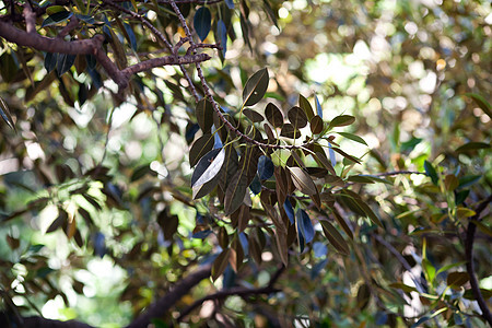 树木背景下的结木枝形生物学植物绿色气候美丽宏观花园叶子橡皮天堂图片