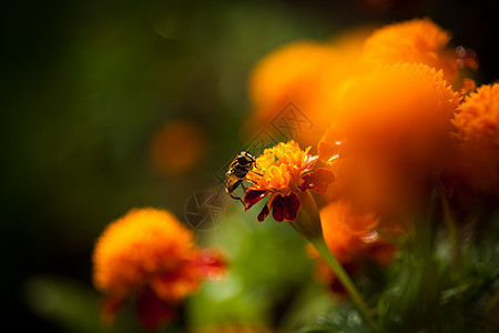 万寿菊最佳状态花粉图片