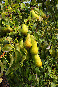 长在太阳下果实中的梨树 上面有水果场景植物果园收成花园生长树叶叶子食物农场图片