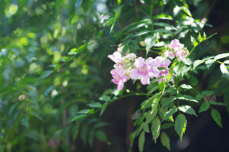 绿树上的粉红花花园环境植物学生活季节多叶绿色植物木头生长叶子图片