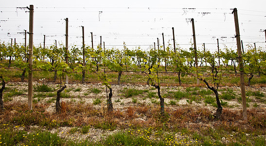巴尔贝拉葡萄园     意大利房子农田场地酒厂季节植被风景国家农业生长图片