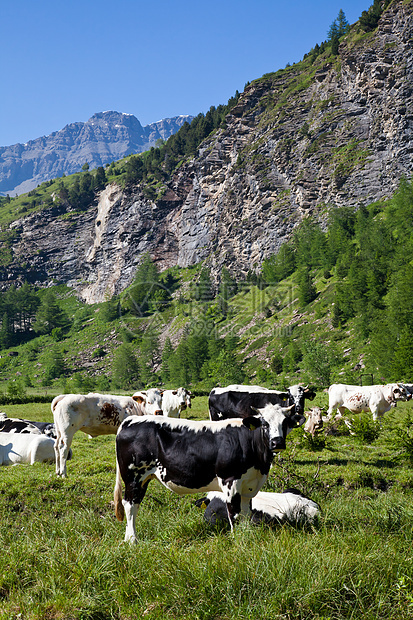 奶牛和意大利阿尔卑斯山场地石头晴天风景牧场牛肉场景草地农业岩石图片