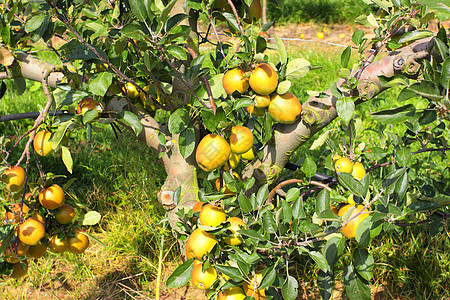 夏至节气夏天在一个果园里装满苹果的苹果树生产季节蓝色水果叶子食物生长场地花园园艺背景
