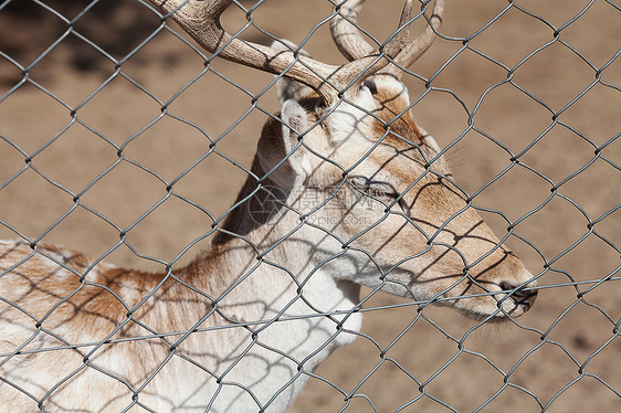 在动物园坐牢的鹿图片