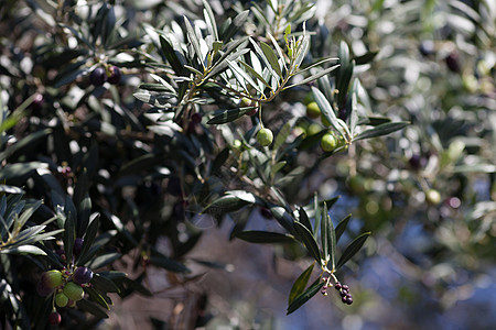 多汁的绿橄榄枝晴天水果营养树叶香气场地收成太阳食物植物图片