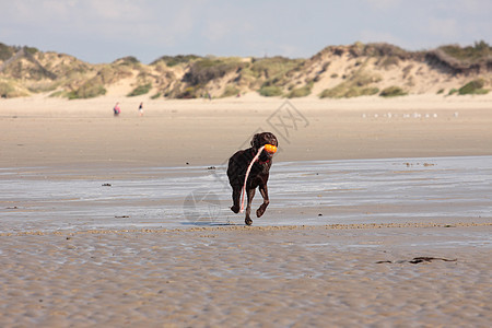 棕色拉布拉多在沙滩上玩乐趣游泳金子实验室家庭海滩波浪运动海洋小狗图片