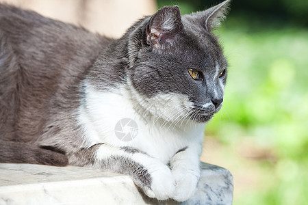 露天街头猫肖像晴天绿色动物猫科猫咪毛皮灰色草地宠物小猫图片