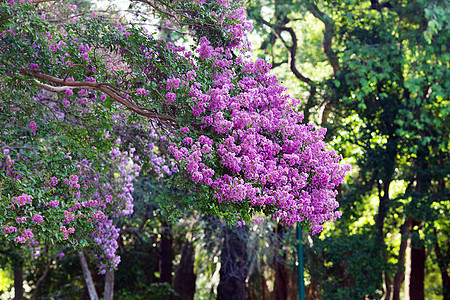 绿树 公园里有紫花绿色植物季节叶子树干生活环境木头多叶植物学森林图片