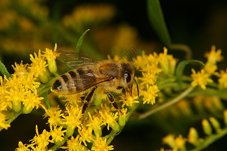 西部蜜蜂米蜂橙子荒野环境昆虫学野生动物花粉草地植物动物学眼睛图片