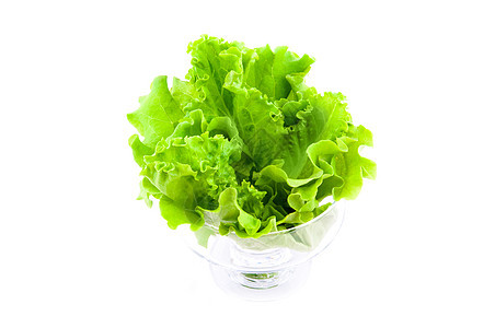 新鲜生菜蔬菜树叶叶子营养莴苣植物长叶白色绿色食物图片