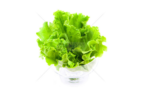 新鲜生菜蔬菜树叶叶子营养莴苣植物长叶白色绿色食物图片