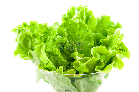 新鲜生菜叶子绿色食物莴苣营养水平白色黄油长叶蔬菜图片