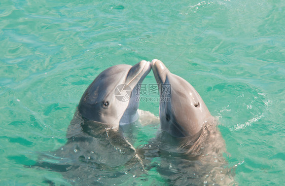两海豚接吻图片