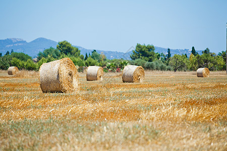 田地上的干草堆天空场地收获村庄食物全景草垛蓝色国家远景图片