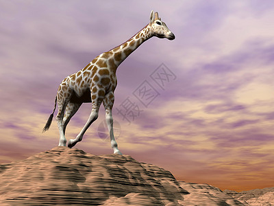 Giraffe 观察沙丘 - 3D图片