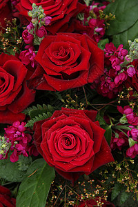 红花和粉红新娘花植物群花朵绿色花店婚礼粉色植物学花束婚姻花瓣图片